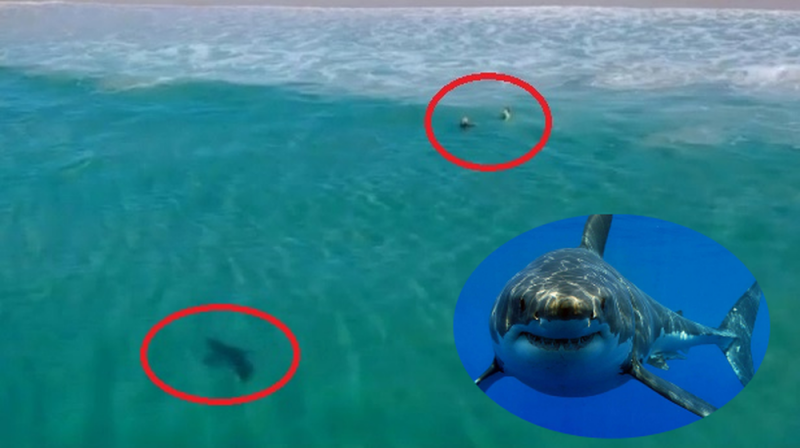 ALERTAN a turistas y público en general de la presencia de tiburones en playas de Los Cabos