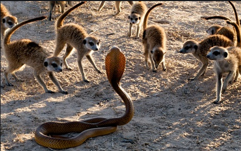 Suricatas realizan la “danza de la guerra” antes de ENFRENTARSE a una COBRA (VIDEO)