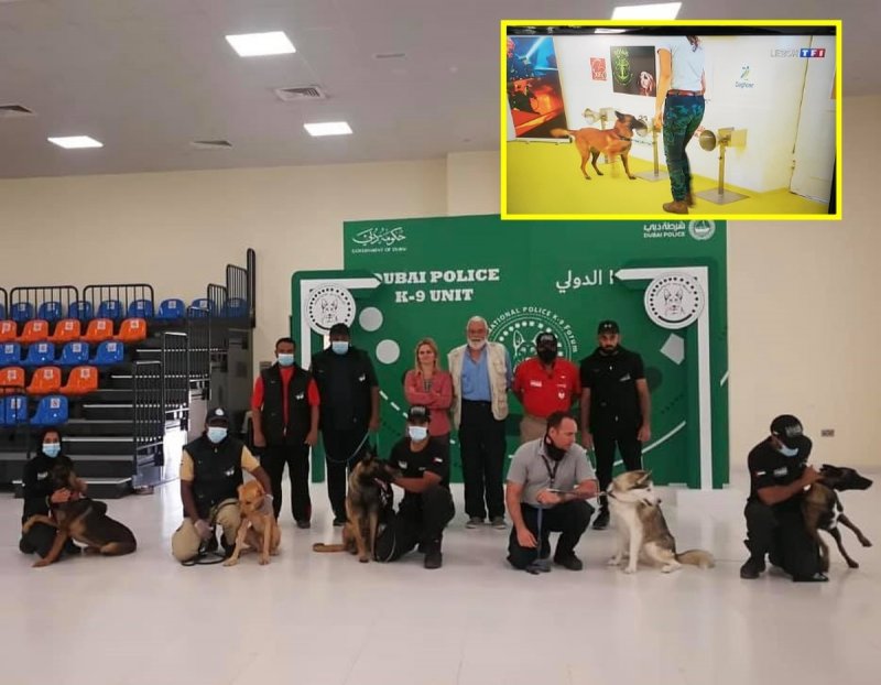 Entrenan PERROS para detectar Covid-19; tienen 100% de EFECTIVIDADy