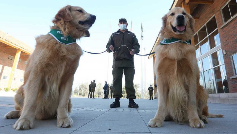 Perros policías tienen una PRECISIÓN del 91% para DETECTAR el Covid-19