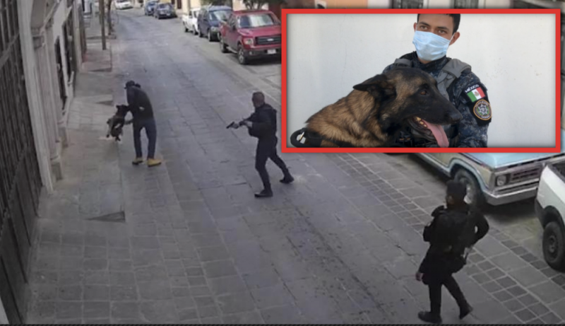 Rocko, el perrito policía apuñalado SE RECUPERA y vuelve a patrullar las calles de Zacatecas