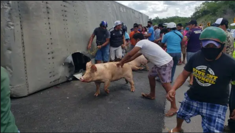 Tractocamión vuelca en carretera Merida-Campeche y pobladores ROBAN 120 cerdos