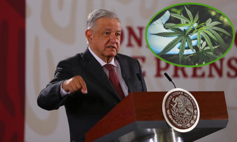 AMLO confirma REFORMA en el Senado para la REGULACIÓN de la Marihuana