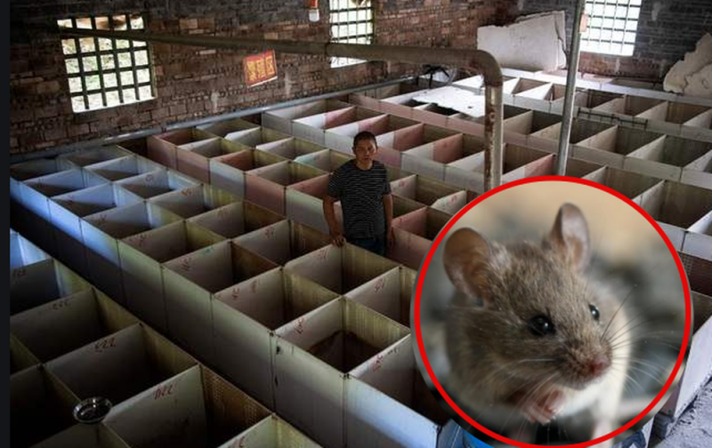 China prohíbe criadero de RATAS y SERPIENTES tras pandemia por CORONAVIRUS