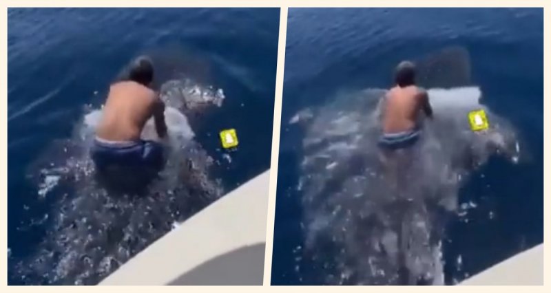 Viralizan video de hombre que salta encima de un TIBURÓN ballena (VIDEO)y