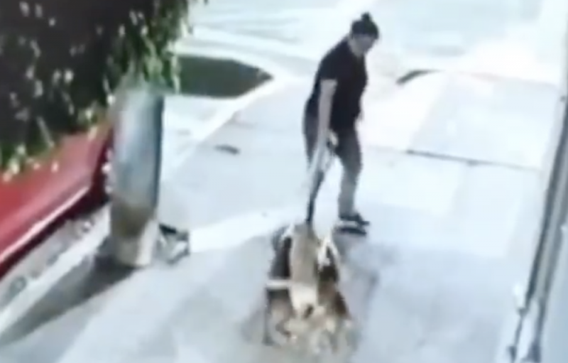 Buscan a mujer que ARRASTRÓ y ABANDONÓ a tres cachorrillos en la colonia Popotla (video)