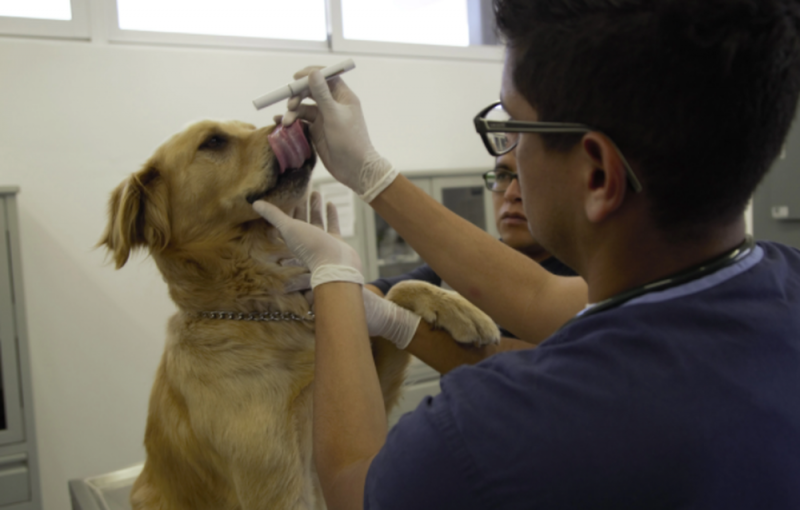 ¡No solo humanos! Estos son los ANIMALES que también son AMENAZADOS por el Covid-19