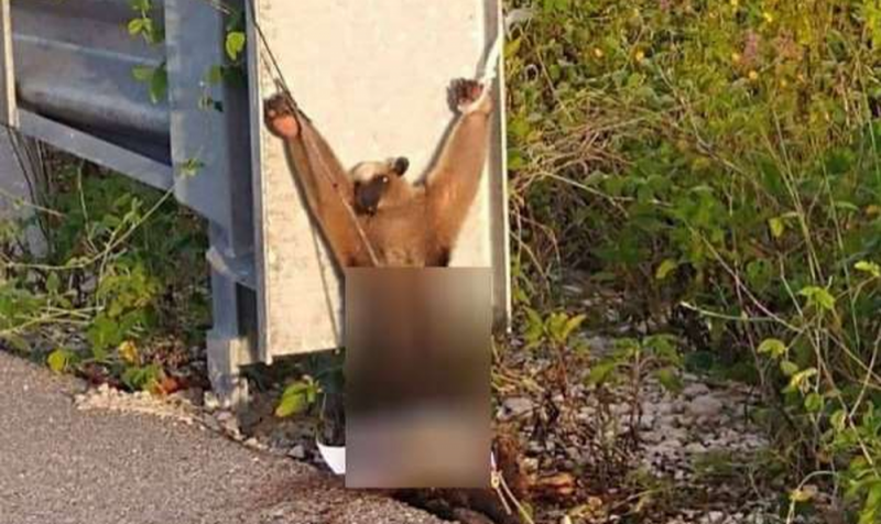 Atado de pies y manos; así encontraron muerto a oso hormiguero con signos de tortura en Yucatán