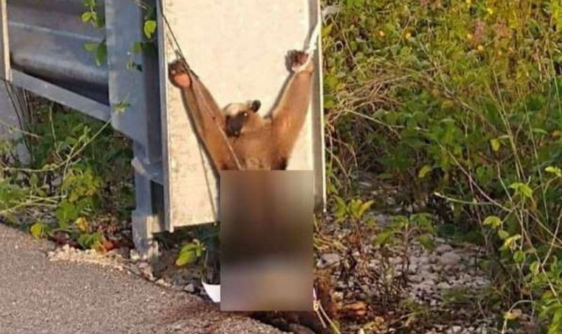 Encuentran a oso hormiguero ATADO y con signos de tortura en carretera de Yucatán 