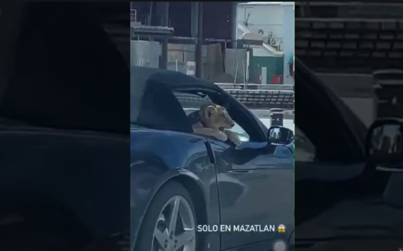 PROFEPA va tras dueño de cachorro león que se vio PASEANDO en malecón de Mazatlán