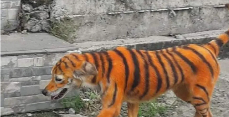 Pintan a un perro callejero para que parezca un tigre y causa INDIGNACIÓN en redes