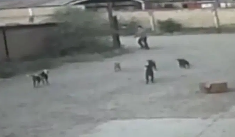 Jauría de perros callejeros mata a hombre en Durango; van a sacrificarlos (VIDEO FUERTE)