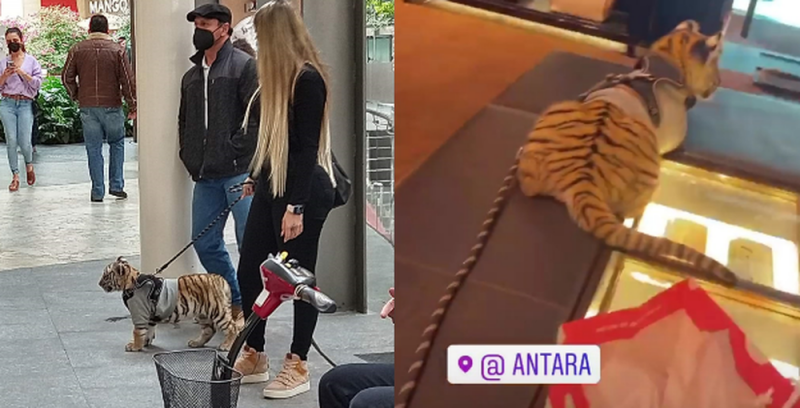 Amonestarán a plaza Antara por permitir que mujer paseara a un TIGRE de Bengala 