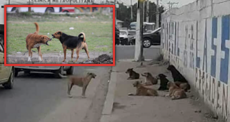 Jauría de perros callejeros mata a hombre en Durango; van a sacrificarlos (VIDEO FUERTE)