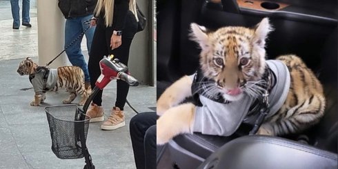 ¿Es legal tener a un Tigre como mascota? Esto dicen las autoridades de la CDMXy