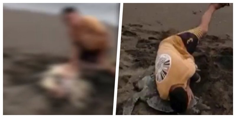 Indigna las redes video de joven GOLPEANDO a TORTUGA varada en la playa (VIDEO)