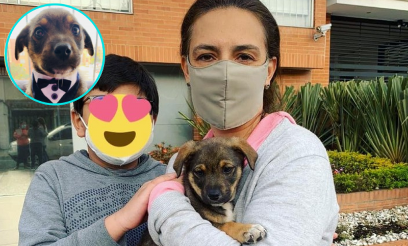 ¡Final feliz! Familia adopta a Vicente, el perrito que se había quedado “vestido y alborotado”