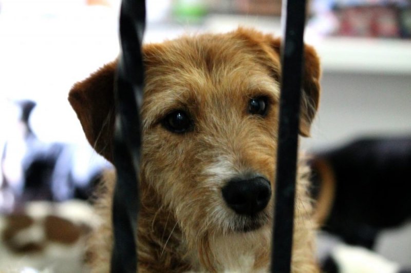 Policías podrán entrar a domicilios sin una orden para RESCATAR a animales maltratados 