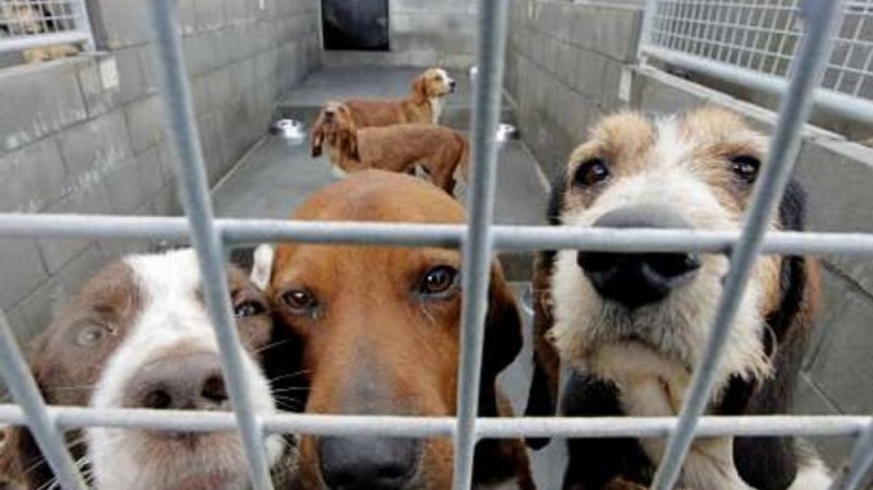 #IMPORTANTE Policías podrán entrar a domicilios para rescatar animales maltratados sin orden judicia