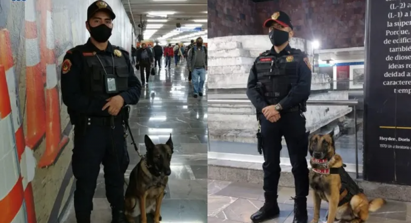 Perros policías refuerzan la seguridad de los ciudadanos en el Metro de la CDMX