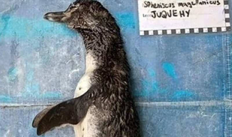 Indigna muerte de pingüino tras ingerir una mascarilla N95