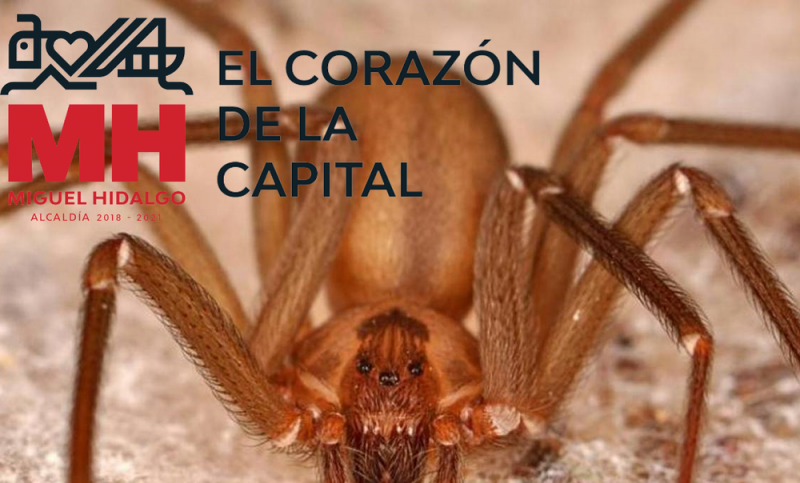 Plaga de arañas violinistas alerta a VECINOS de la Miguel Hidalgo