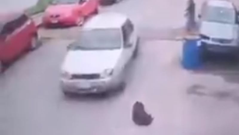 Indigna en redes video de transporte público atropellando a perrito a propósito (video)
