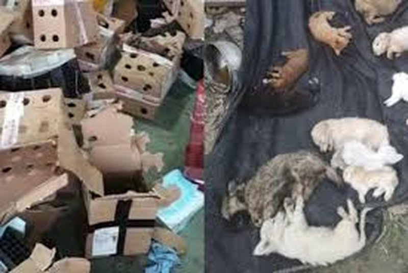Encuentran sin vida a 5 mil gatos y perros en ALMACÉN de envíos 