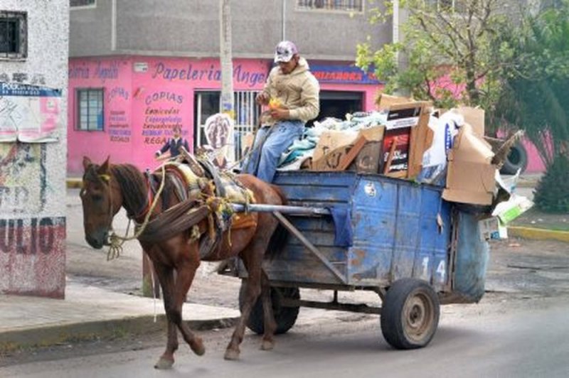 ¡A favor! Diputados de MORENA propone ley para PROTEGER animales de carga