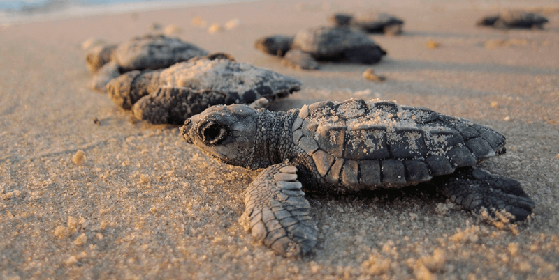 Con maquinaria pesada, trabajadores de Cancún aplastan tortugas (VIDEO)