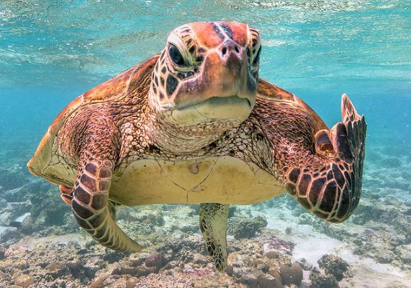 Tortuga “le pinta el dedo” a FOTÓGRAFO y la imagen está cerca de ganar el Comedy Wildlife