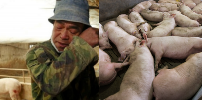 #ATENCIÓN| China detecta PRIMER brote de PESTE porcina africana tras muerte de 2 animales