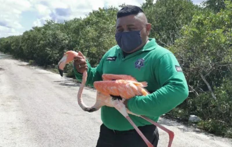 Por ir a exceso de velocidad, automovilistas atropellan a Flamencos en carretera de Mérida