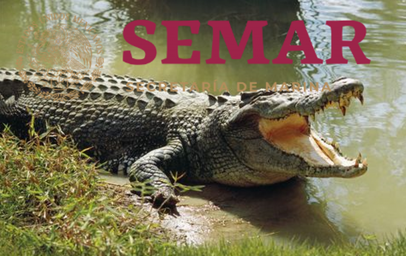 SEMAR alerta invasión de cocodrilos en el lago de Chapala