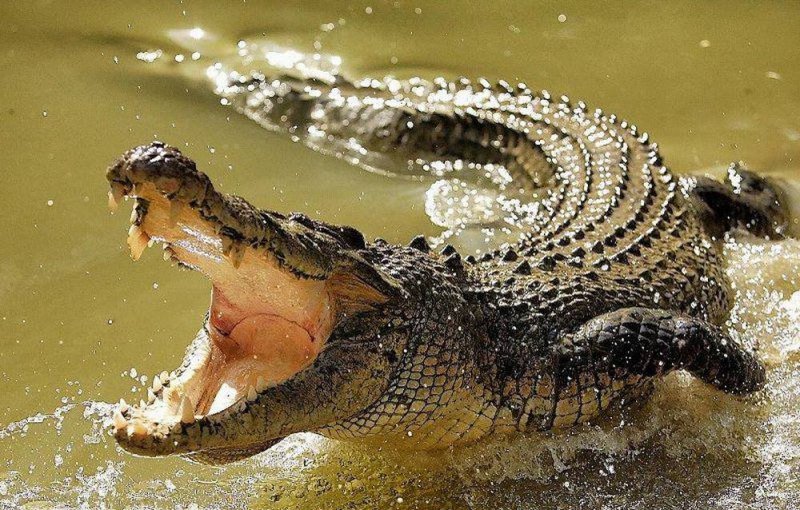 Cocodrilo mata y DEVORA a sujeto que se metió a nadar en la Laguna del Carpintero 