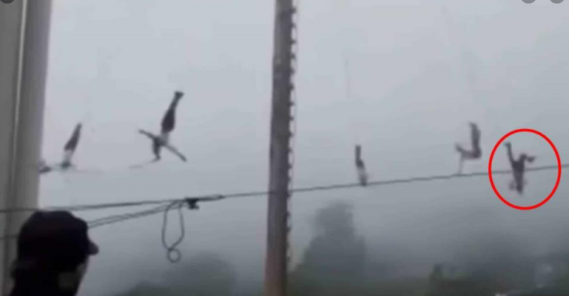 Se revienta la CUERDA y volador de Papantla cae desde una ALTURA de más de 10 metros (VIDEO)