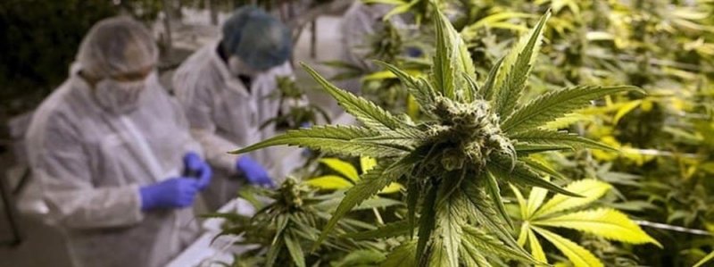 Morena PROPONE reforma de ley para vender marihuana legal en México a través de empresa paraestatal