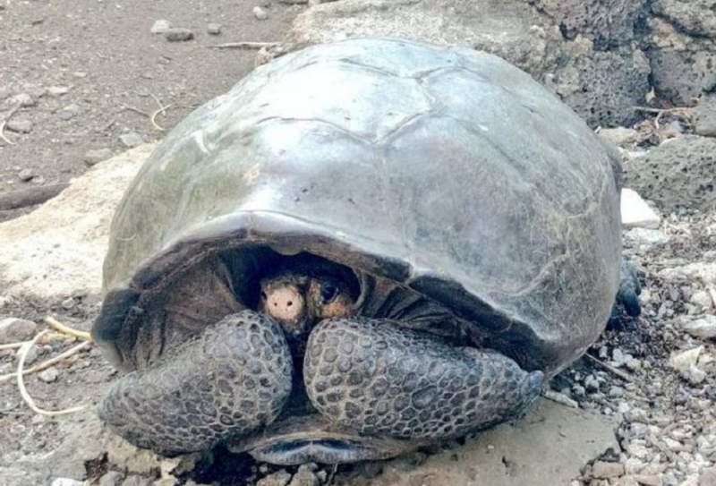 Turistas a bordo de una lancha AVISTAN tortuga gigante en costas del Pacífico (FOTOS)