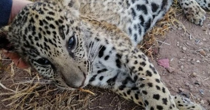 Atropellan y matan a cachorro de jaguar; piden cuidar a la especie