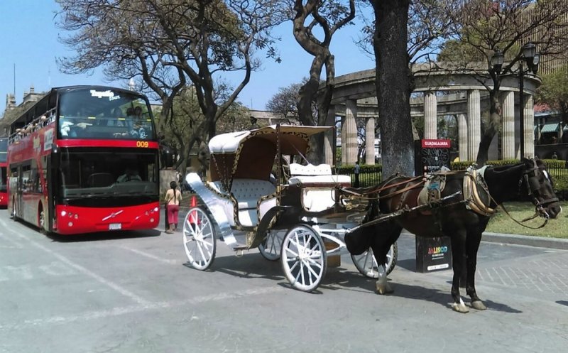 Regresan las CALANDRIAS al Centro Histórico de Guadalajara