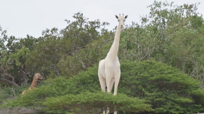 Única Jirafa Blanca en el mundo será rastreada por GPS para evitar su caza en Kenia