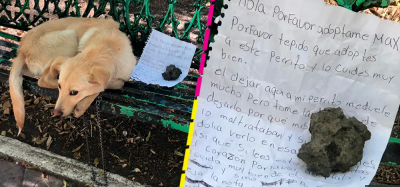 Perrito es abandonado en una banca de la CDMX; estaba amarrado, asustado y tenía una carta