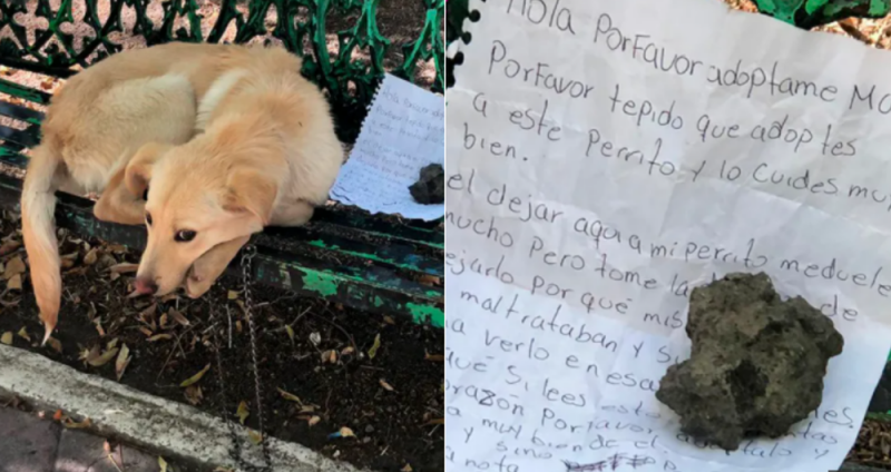 Perrito es abandonado en una banca de la CDMX; estaba amarrado, asustado y tenía una carta