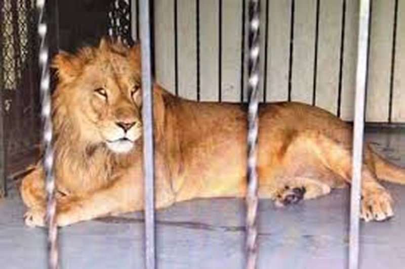 Supuesto escape de cuatro leones de criadero alerta a comunidades