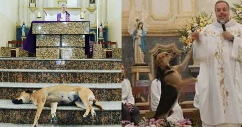 Sacerdote rescata perritos callejeros y los promueve en adopción durante la misa del Domingo 