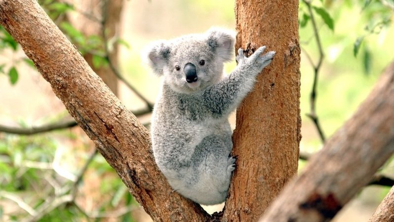 Koalas en peligro; Australia declara 