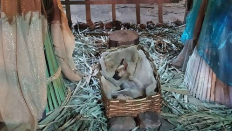 Viralizan foto del “Perrito Dios”; un can que dormía en el pesebre de un nacimiento
