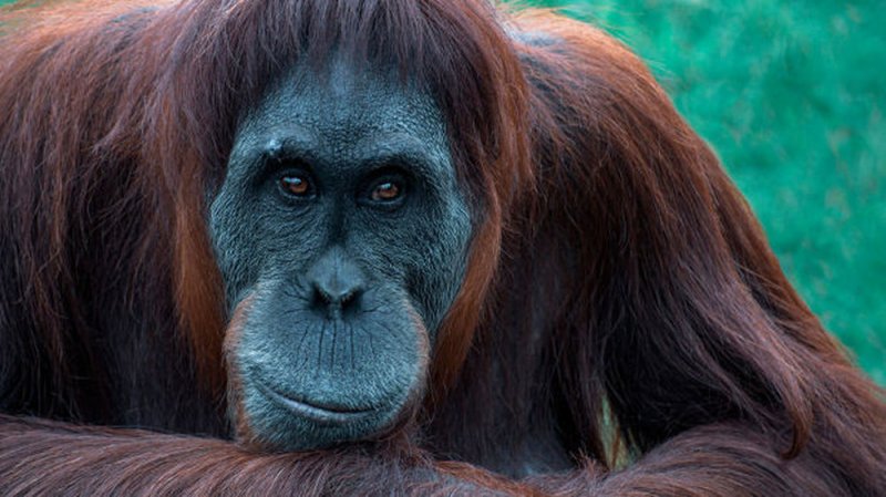 Cuatro orangutanes son los primeros animales en recibir vacuna contra Covid-19 en el mundo
