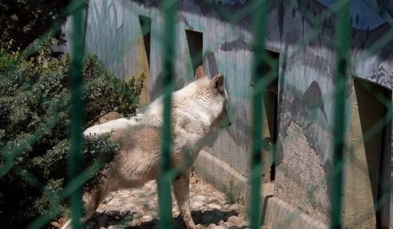 Amputan brazo a Niño mordido por un lobo en zoológico de Neza, EDOMEX