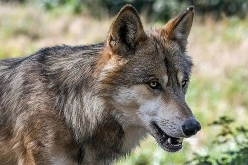 Médicos logran salvar el brazo a niño que fue atacado por lobo en Neza